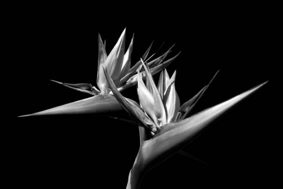Spring_awakening_3