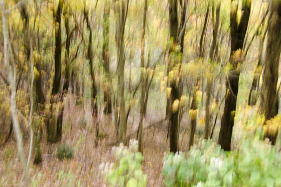 Moving_forest_1