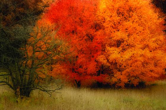 Fall_fire
