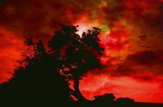 Tree_in_moonlight