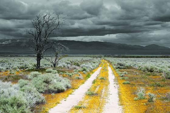 Yellow_road