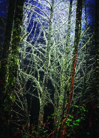 A_dark_night_in_a_bright_forest