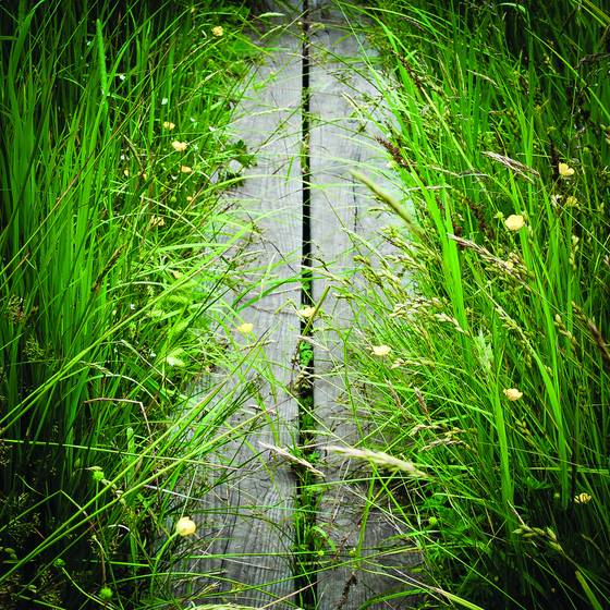 Boardwalk