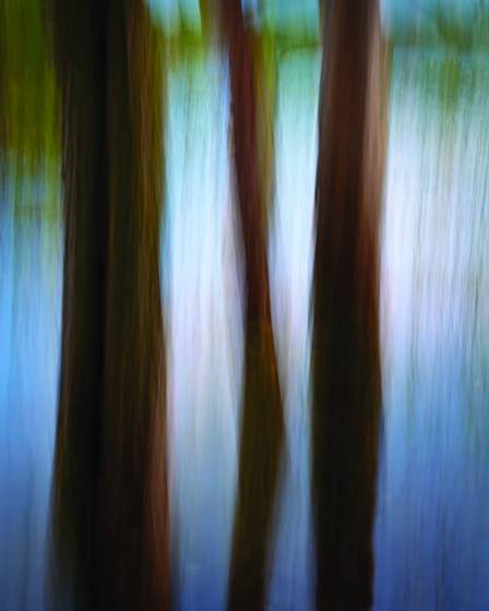 Slurred_trees_on_the_slough