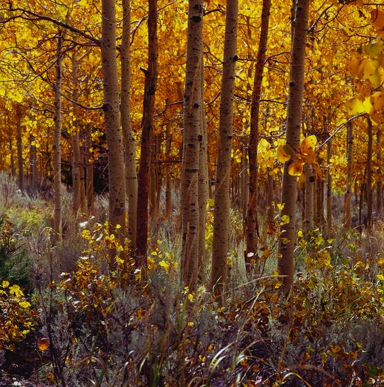 Aspens