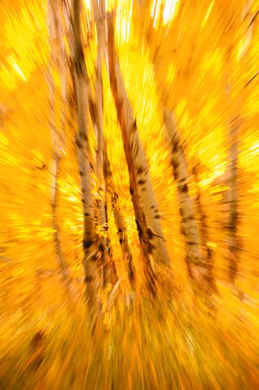 Exploding_aspens_2