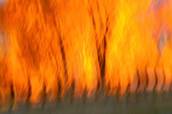 Firey_aspens