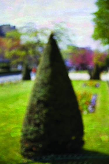 Conifers_and_flowers