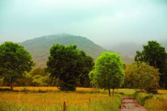 Field_of_dreams