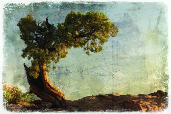 Lone_tree