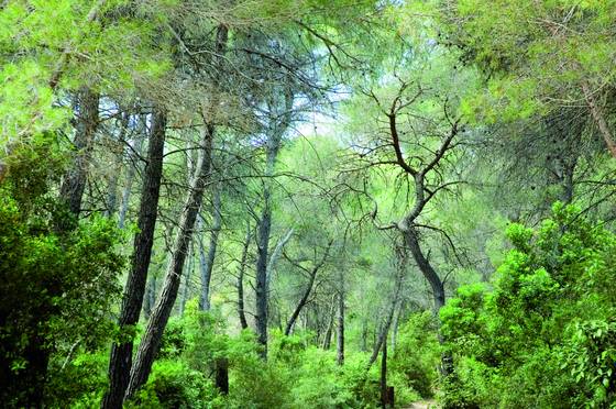 Forest