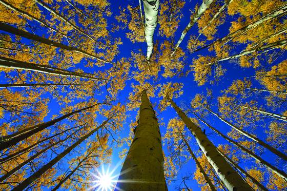 Aspen_canopy