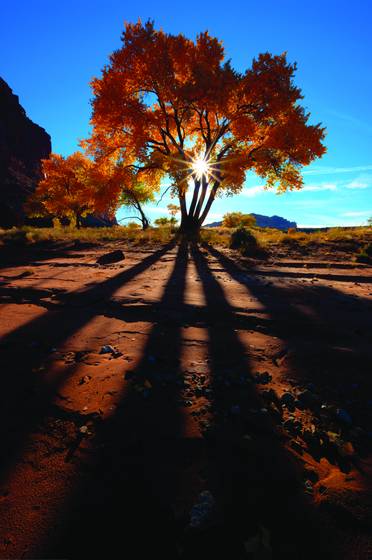 Fall_shadows