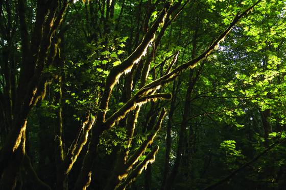 Moss_onttrees
