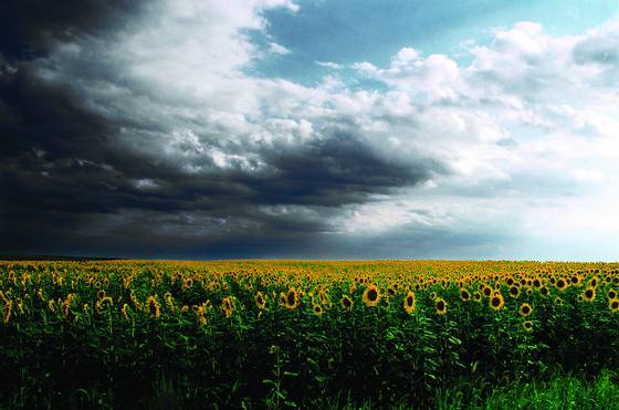 Sunflowers