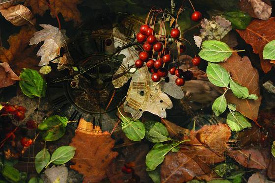 Fall_leaves_1