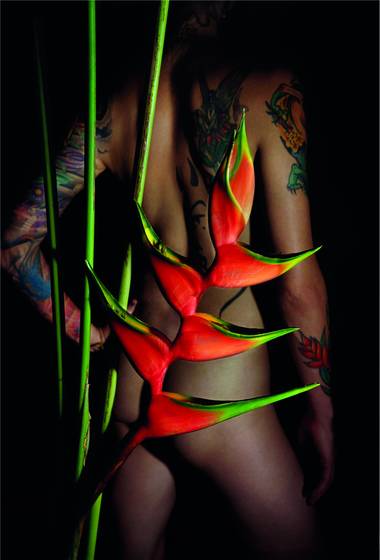 Heliconia_2
