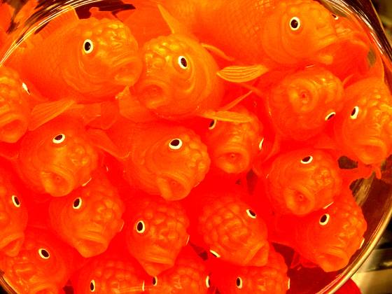 Fish_bowl