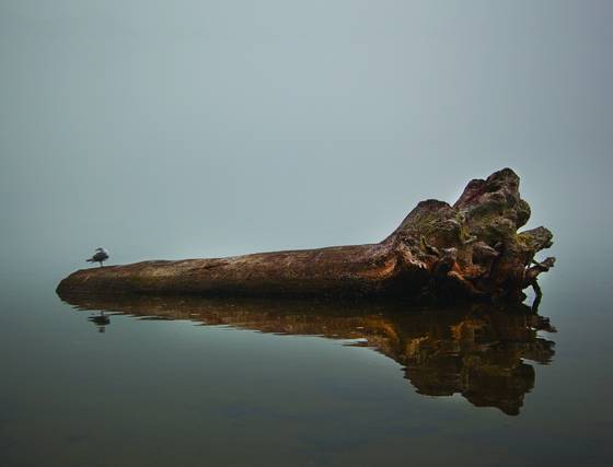 Log_in_the_fog