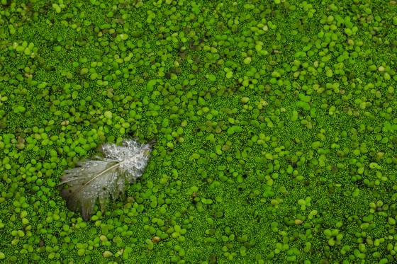Goosedown_and_duckweed