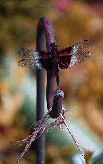 Dragonfly