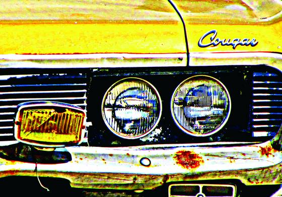 Cougar