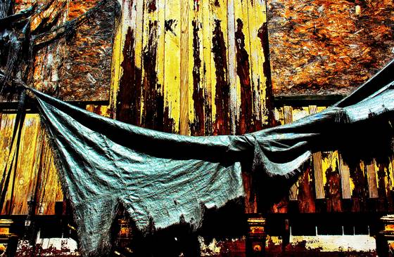 Draped_in_portola