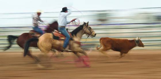 Rodeo_impressions__2