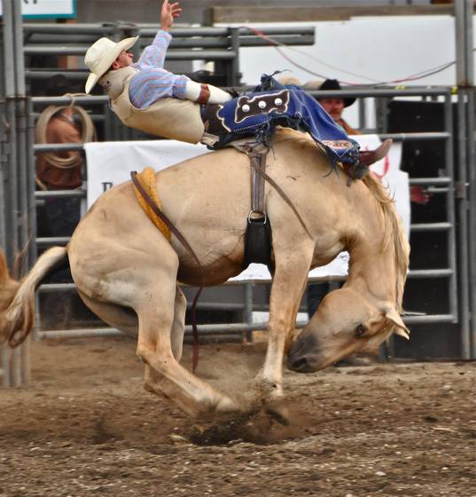 Bucking_horse