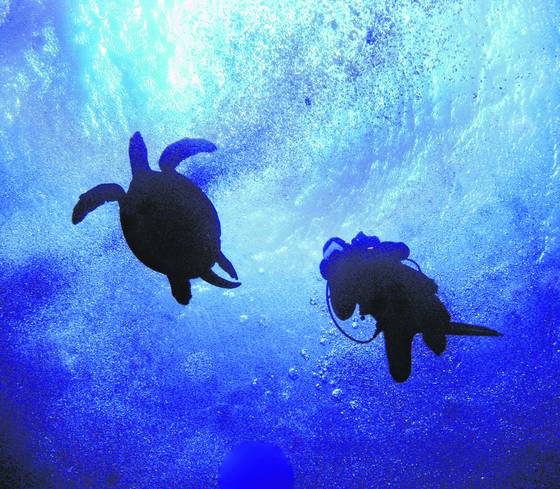 Turtle_and_diver