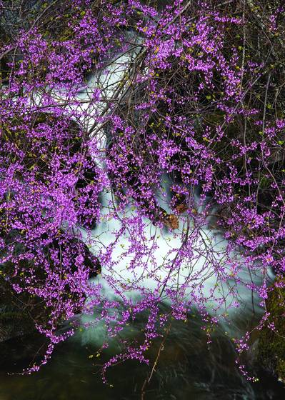 Redbud_and_creek