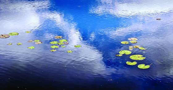 Cloudy_with_scattered_lilypads