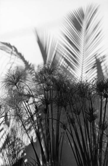 Plant_3