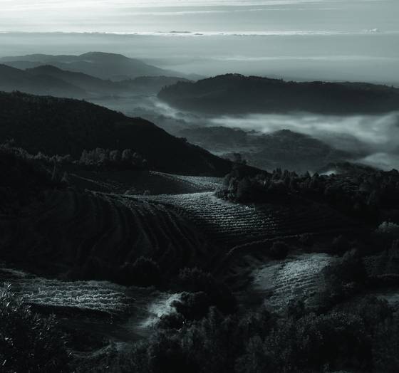 Sonoma_valley_fog