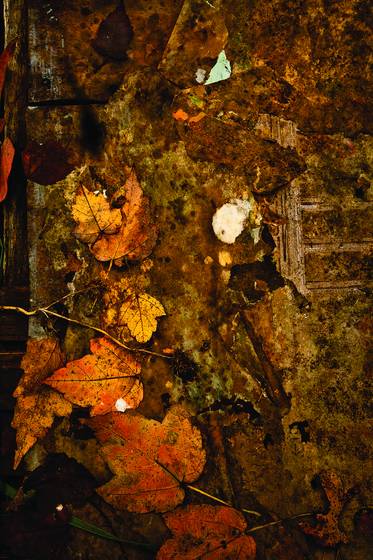 Leaves_and_debris