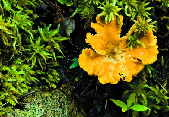 Yellow_fungus