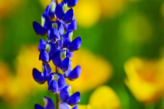 Lupine