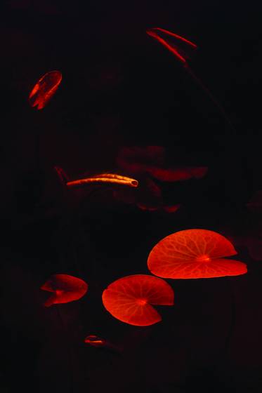 Waterlilies