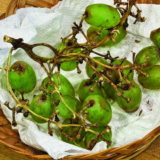 Grapes