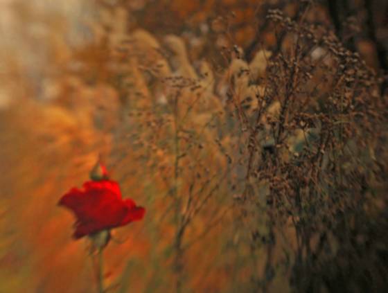 Fall_rose