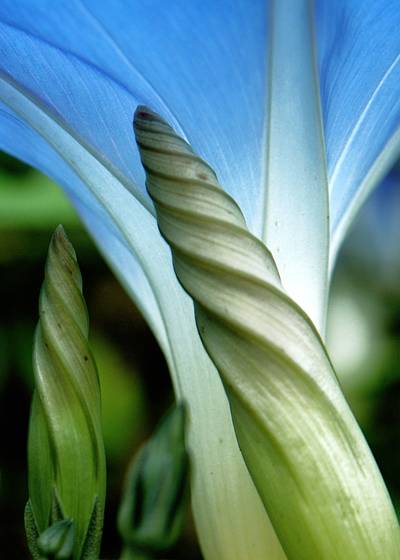 Morning_glory