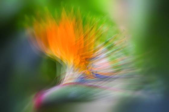 Bird_of_paradise