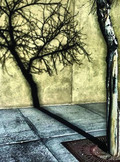 The_tree