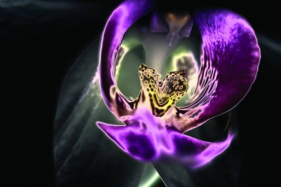 Solar_orchid
