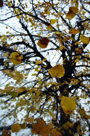 Fall_from_the_series_1_tree