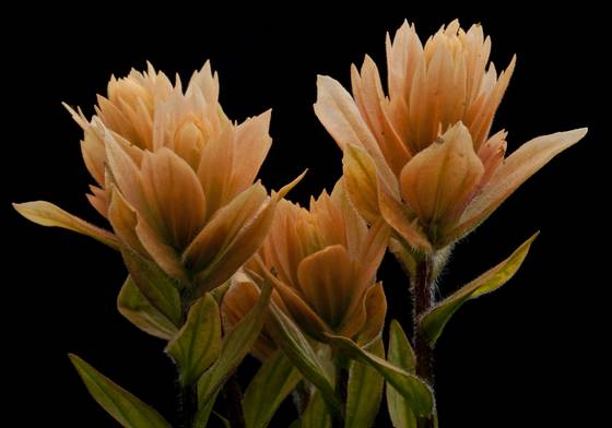 Castilleja_gracillima