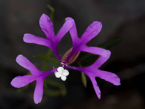 Clarkia_pulchella