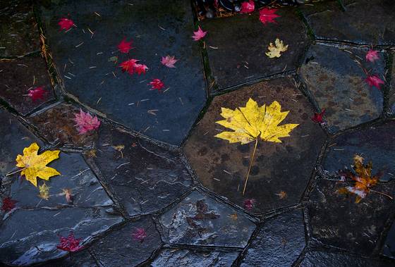 Leaves___stones