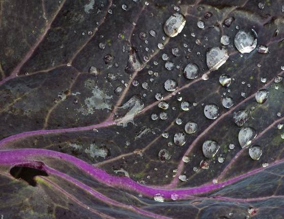 Red_cabbage