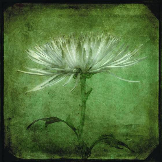 Dissonance_1